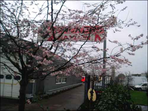 japanse kerselaar op 11 januari 2007