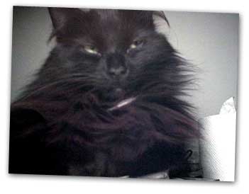 Koning Poes